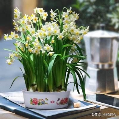 关于水仙花的知识有什么，有关水仙花的介绍资料简单