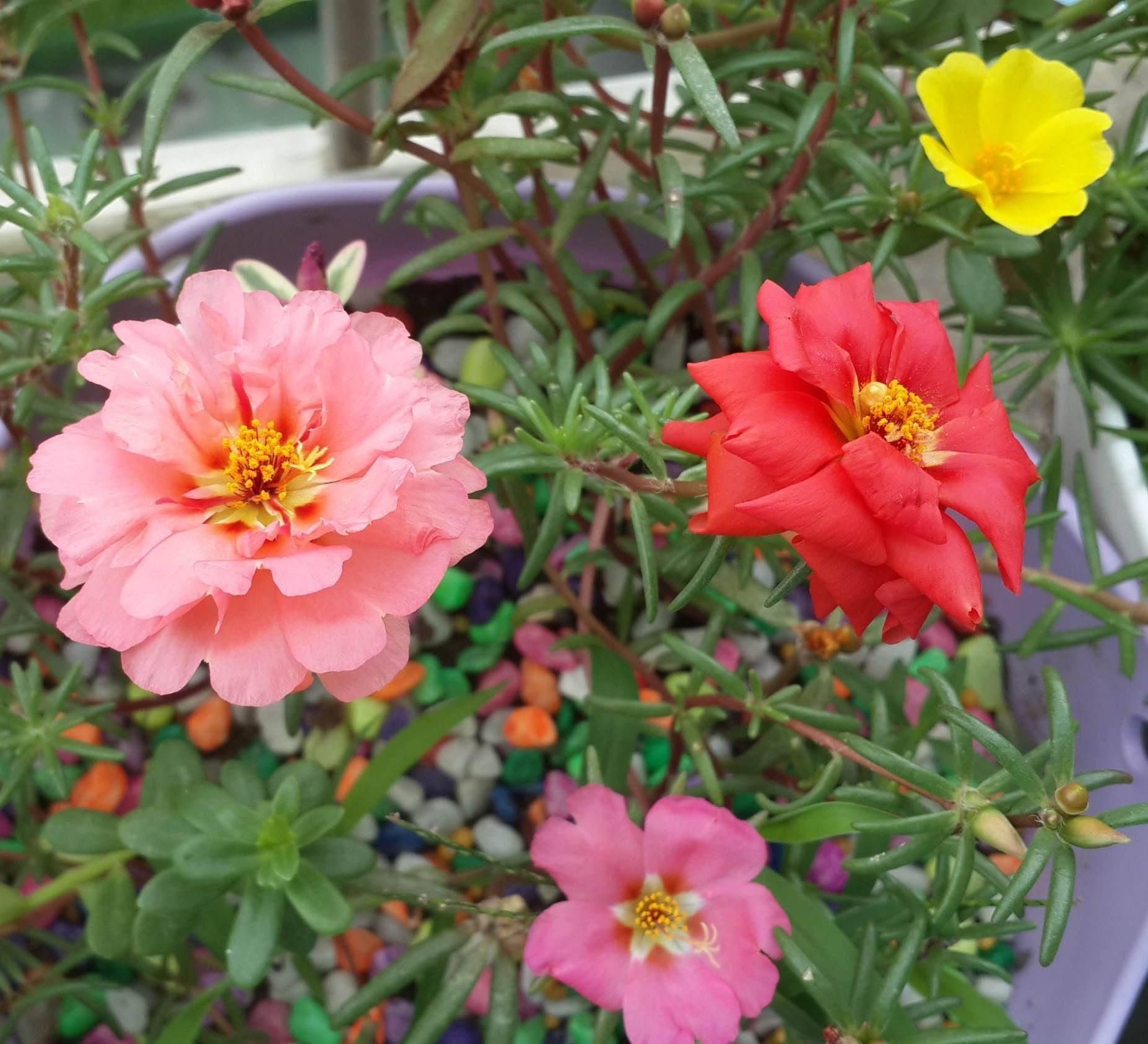 八月适合种什么花，盘点代表八月的花