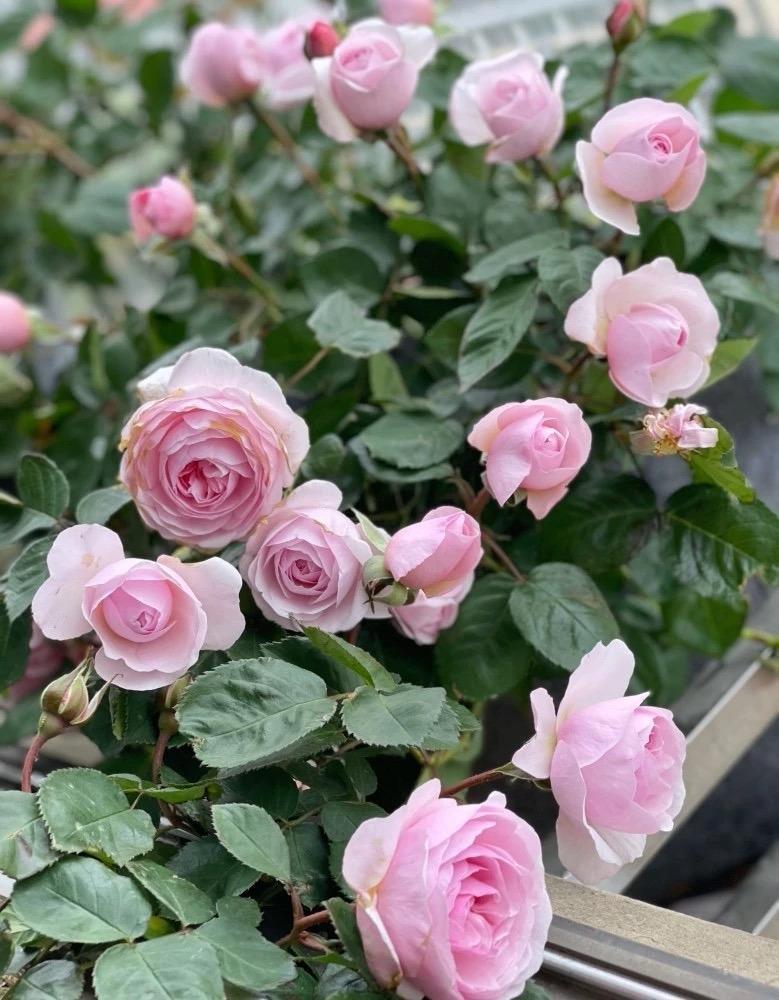 月季花怎么养殖比较好，种植月季的注意事项