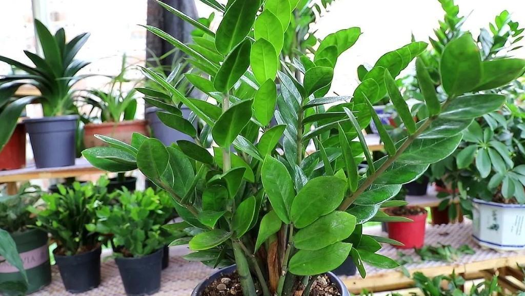 哪种室内绿植最好养活，盘点容易养的花卉介绍