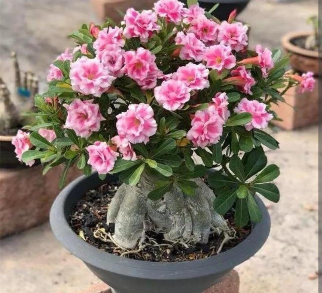沙漠玫瑰好养吗怎么养，有关沙漠玫瑰的栽培步骤