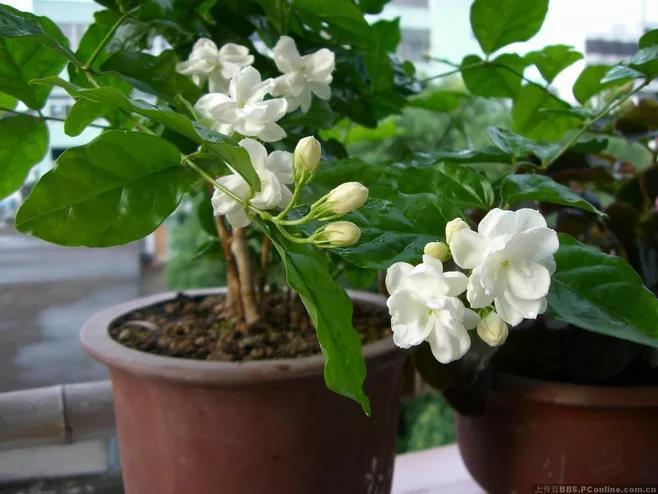茉莉花怎么修剪，详解茉莉花养护小妙招