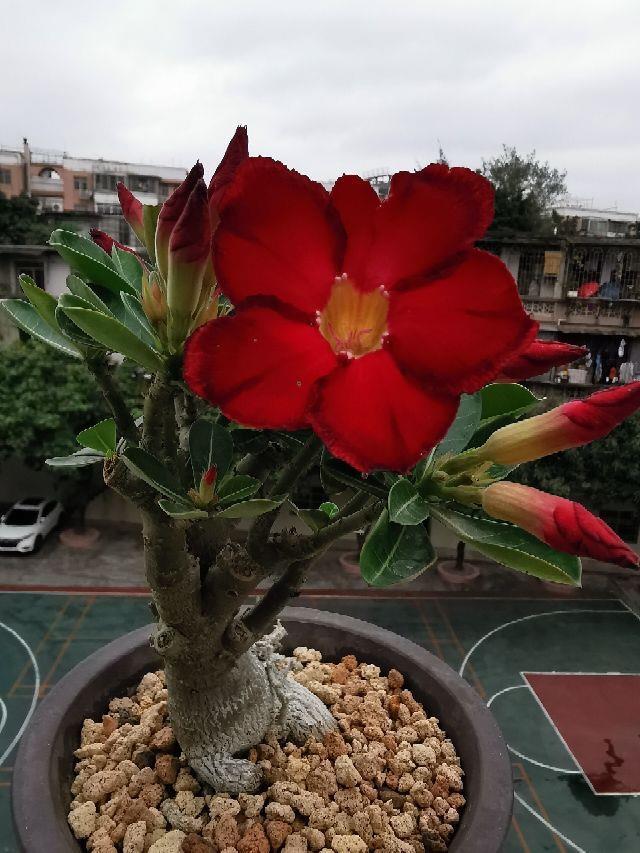 办公室摆什么绿植好，适合放办公室的盆栽植物介绍