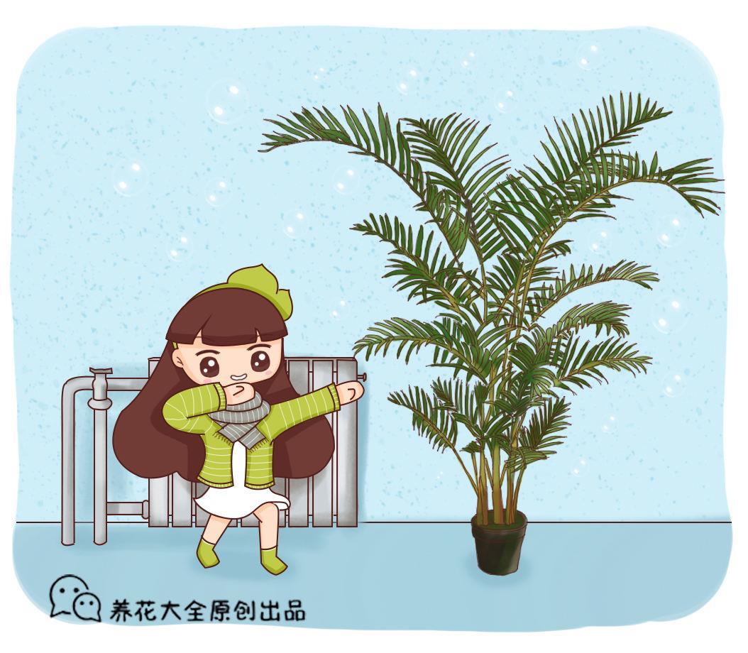 凤尾竹盆栽怎么养，盆栽凤尾竹的养护要点