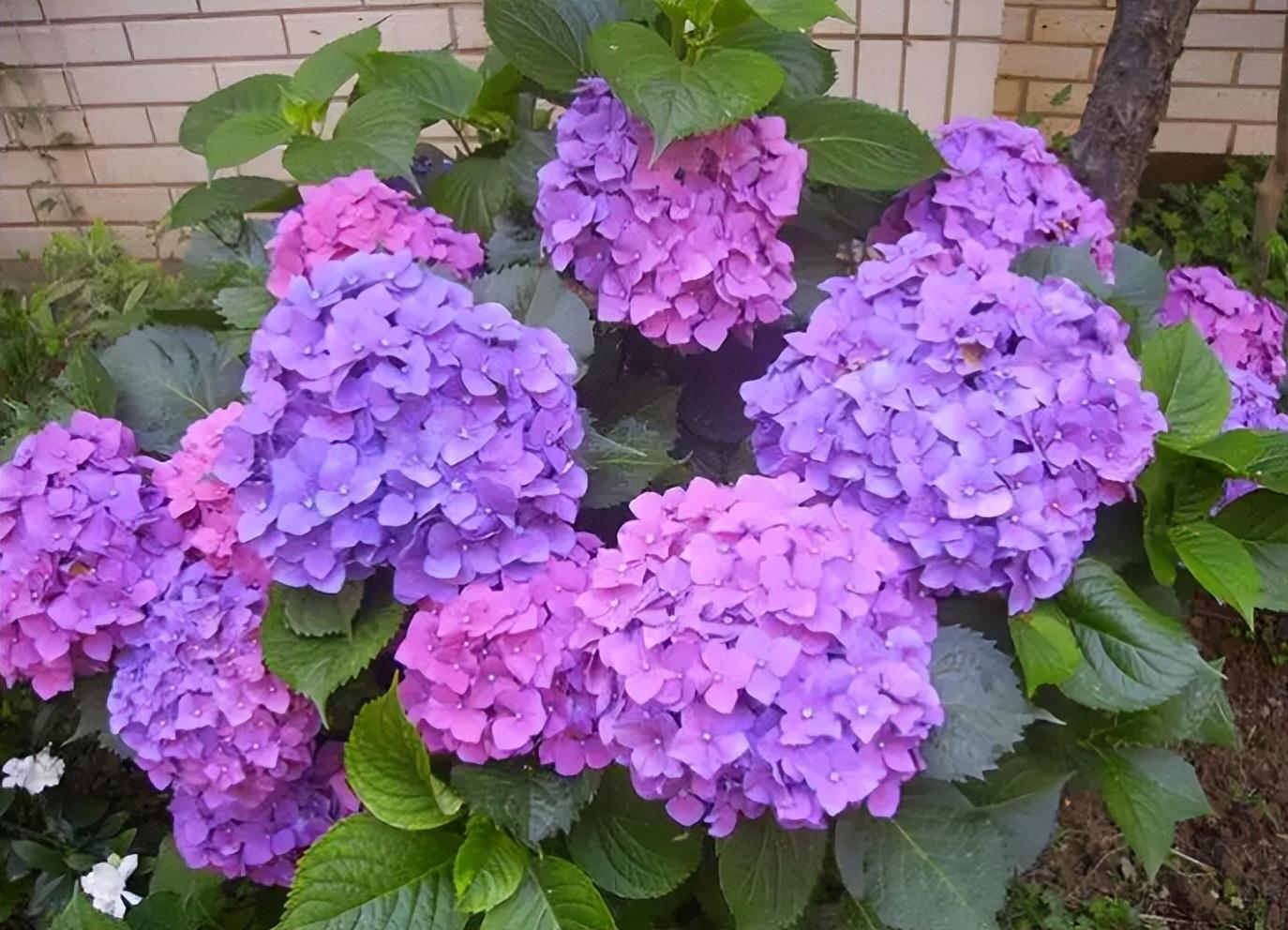 夏天适合养什么花，代表夏天的花卉介绍