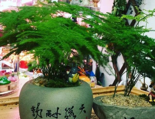 用什么养文竹又粗又绿，掌握文竹的种植步骤