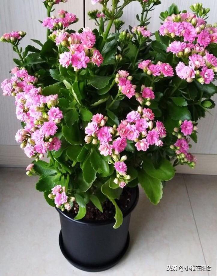 长寿花怎么养才能养好，分享长寿花催花绝招
