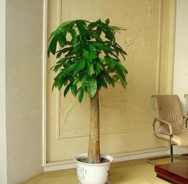 新买的发财树怎么养活，掌握发财树的养护窍门