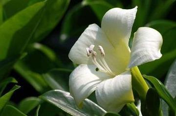 非洲茉莉怎么养长得好，了解非洲茉莉的养殖方法