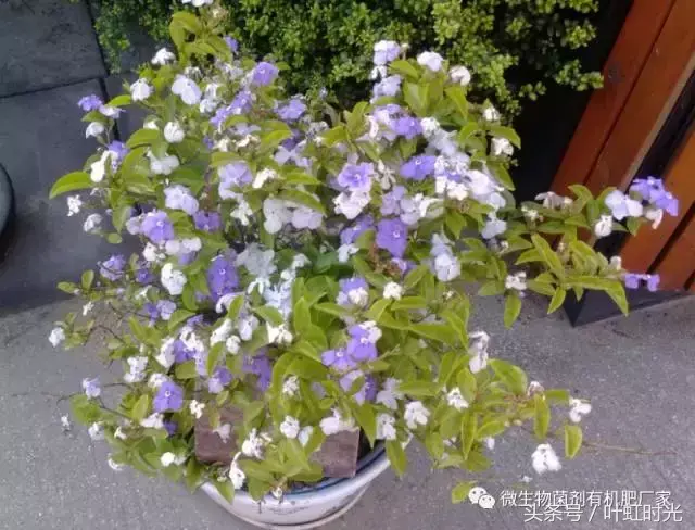 双色茉莉叶子发黄怎么办，双色茉莉黄叶原因及解决方法