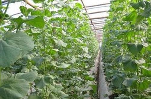 哈密瓜怎么种植方法，哈密瓜的生长过程图解