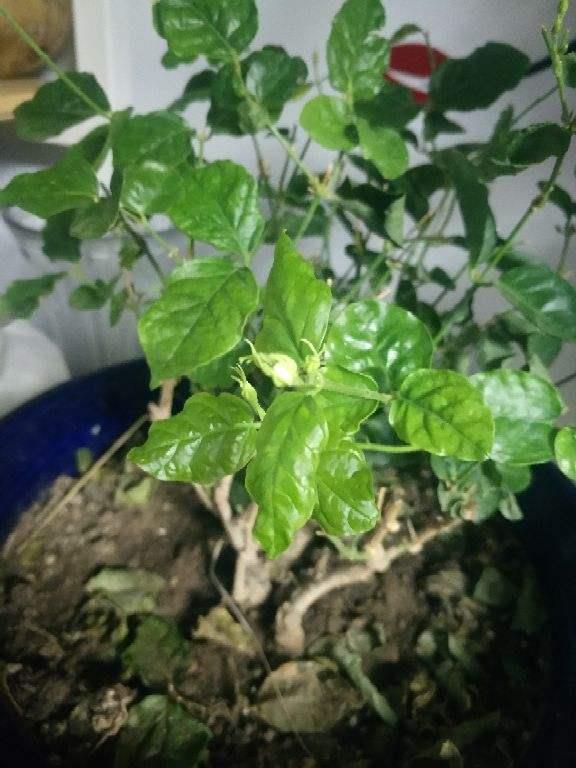 冬天茉莉花怎么养，有关茉莉花冬季养殖方法