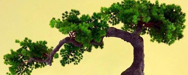 蓬莱松怎么养才对，种植蓬莱松的管理要点