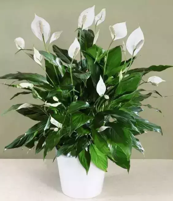 白掌不开花原因及处理办法，教你白掌的养护窍门
