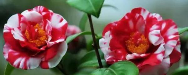 香茶花的养殖方法和注意事项，种植香茶花的妙招