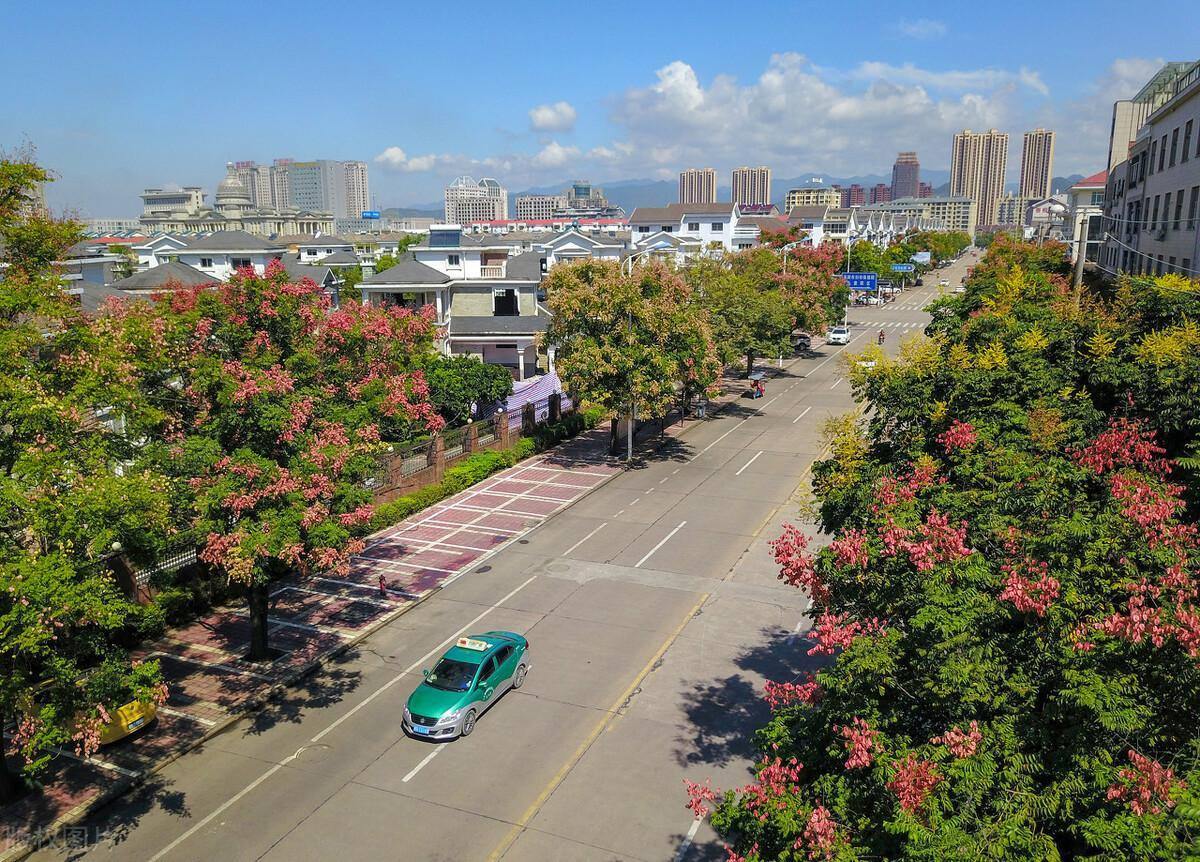 栾树种子什么时候播种最好，栾树种子育苗技术要点