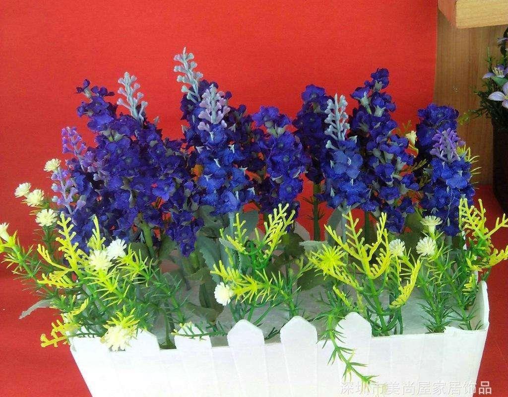 薰衣草花怎么养，家养薰衣草注意事项