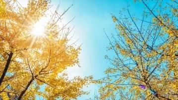 银杏树需要经常浇水吗，关于银杏的栽培要点
