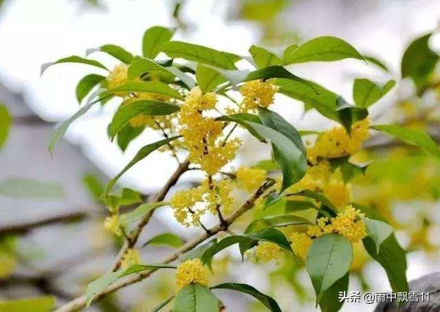 桂花怎么养才能更旺盛，教你正确养护桂花的方法
