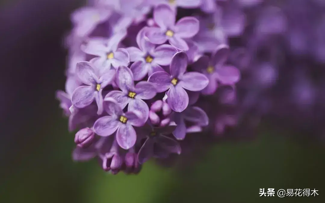 丁香花简介资料大全，种植丁香的注意事项
