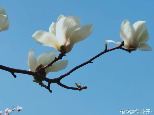春天有什么代表性的植物，盘点6种代表春天的植物