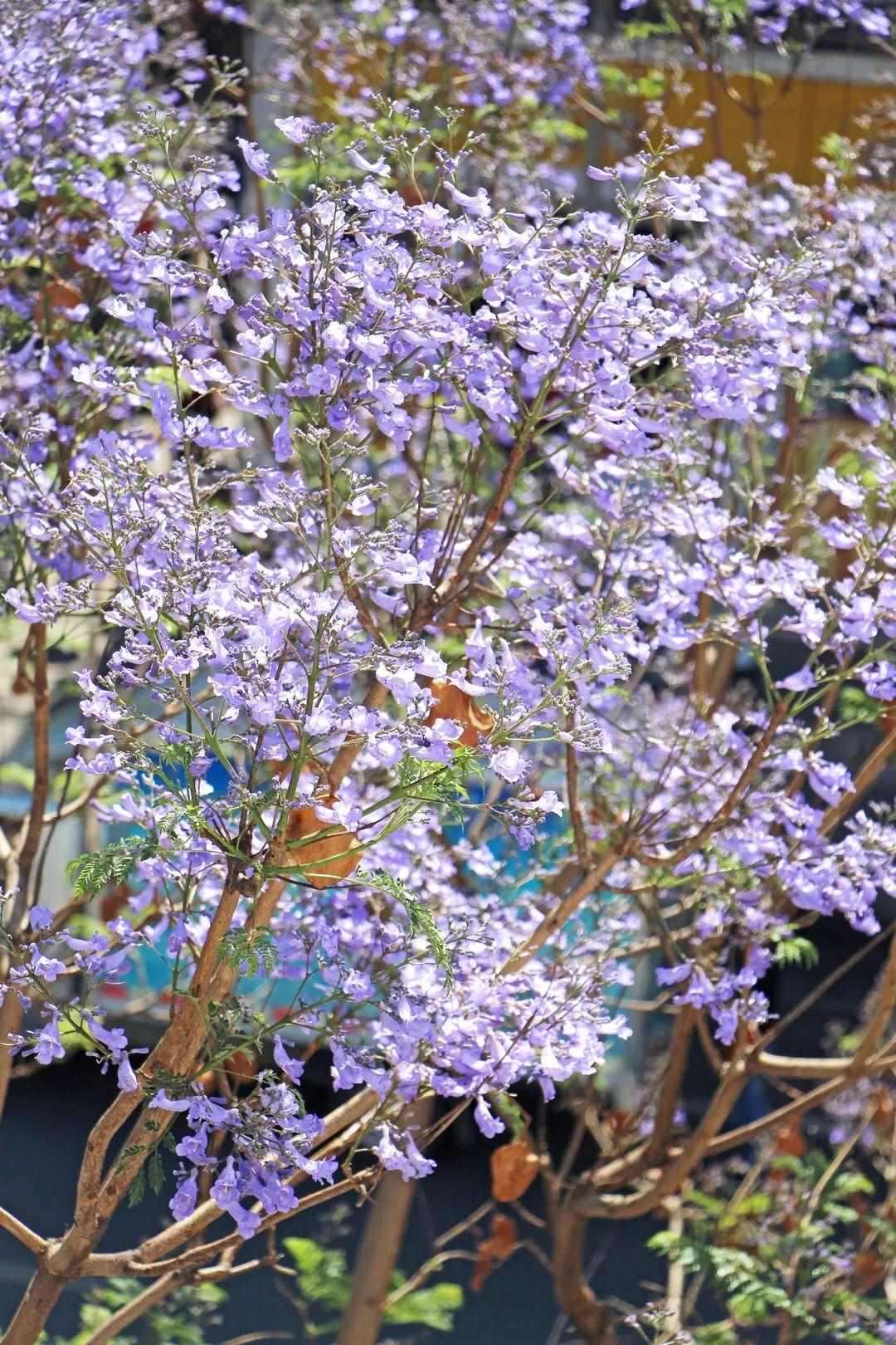 蓝楹花什么时候开，有关蓝花楹开花季节