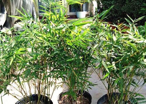 凤尾竹如何养殖，盆栽凤尾竹的种植方法