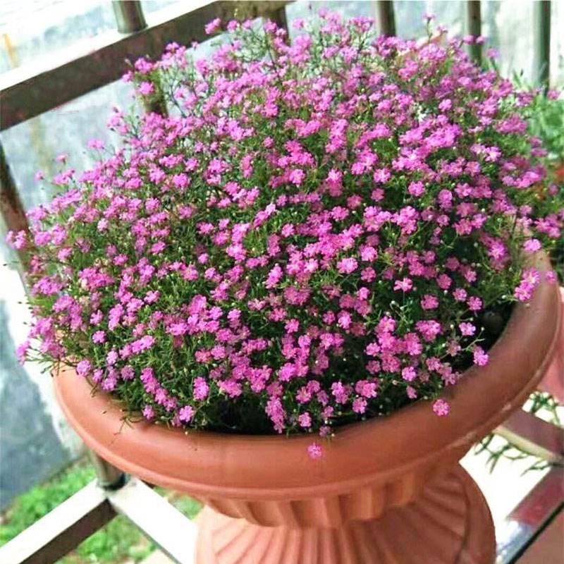 满天星在家里怎么养，满天星植物的栽培技术