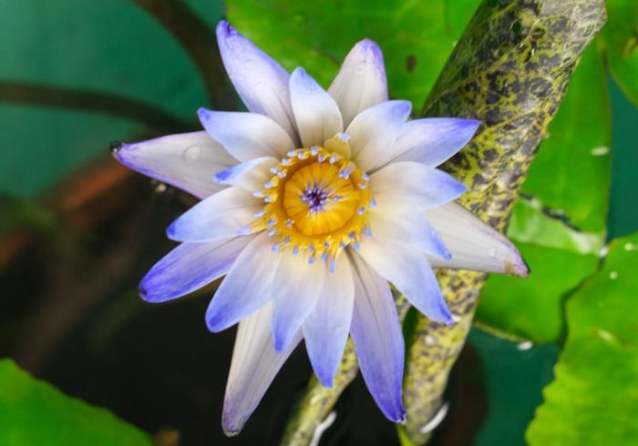 睡莲花怎么养，教你正确养护睡莲的技巧