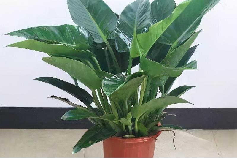 大叶金钻的养殖方法是什么，种植大叶金钻的妙招