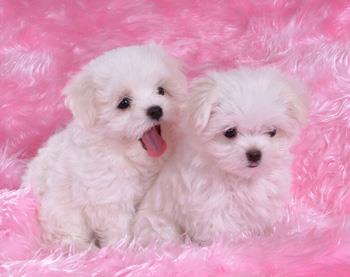 【卷毛比熊犬】卷毛比熊犬多少钱一只|价格|图片_卷毛比熊犬性格特点_卷毛比熊犬好养吗_卷毛比熊犬训练方式_狗狗品种_宠物品种_宠物家族网