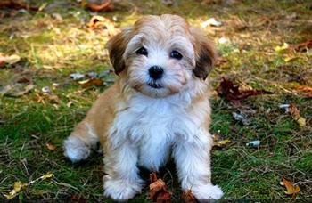 【哈瓦那犬】哈瓦那犬多少钱一只|价格|图片_哈瓦那犬性格特点_哈瓦那犬好养吗_哈瓦那犬训练方式_狗狗品种_宠物品种_宠物家族网
