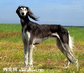 【萨路基猎犬】萨路基猎犬多少钱一只|价格|图片_萨路基猎犬性格特点_萨路基猎犬好养吗_萨路基猎犬训练方式_狗狗品种_宠物品种_宠物家族网