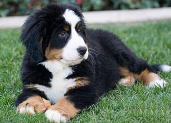 【伯恩山犬】伯恩山犬多少钱一只|价格|图片_伯恩山犬性格特点_伯恩山犬好养吗_伯恩山犬训练方式_狗狗品种_宠物品种_宠物家族网