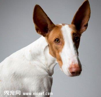 【伊比赞猎犬】伊比赞猎犬多少钱一只|价格|图片_伊比赞猎犬性格特点_伊比赞猎犬好养吗_伊比赞猎犬训练方式_狗狗品种_宠物品种_宠物家族网