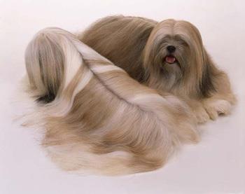 【拉萨犬】拉萨犬多少钱一只|价格|图片_拉萨犬性格特点_拉萨犬好养吗_拉萨犬训练方式_狗狗品种_宠物品种_宠物家族网