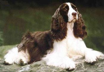 【英国跳猎犬】英国跳猎犬多少钱一只|价格|图片_英国跳猎犬性格特点_英国跳猎犬好养吗_英国跳猎犬训练方式_狗狗品种_宠物品种_宠物家族网