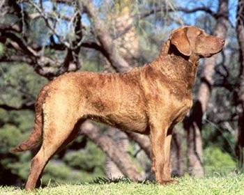 【切萨皮克海湾寻回犬】切萨皮克海湾寻回犬多少钱一只|价格|图片_切萨皮克海湾寻回犬性格特点_切萨皮克海湾寻回犬好养吗_切萨皮克海湾寻回犬训练方式_狗狗品种_宠物品种_宠物家族网