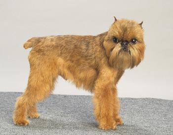 【布鲁塞尔格里芬犬】布鲁塞尔格里芬犬多少钱一只|价格|图片_布鲁塞尔格里芬犬性格特点_布鲁塞尔格里芬犬好养吗_布鲁塞尔格里芬犬训练方式_狗狗品种_宠物品种_宠物家族网