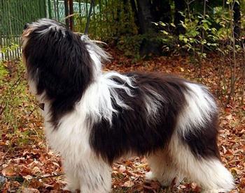 【波兰低地牧羊犬】波兰低地牧羊犬多少钱一只|价格|图片_波兰低地牧羊犬性格特点_波兰低地牧羊犬好养吗_波兰低地牧羊犬训练方式_狗狗品种_宠物品种_宠物家族网