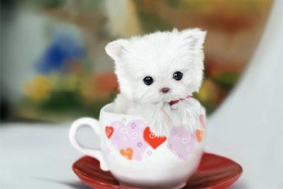 【茶杯犬】茶杯犬多少钱一只|价格|图片_茶杯犬性格特点_茶杯犬好养吗_茶杯犬训练方式_狗狗品种_宠物品种_宠物家族网