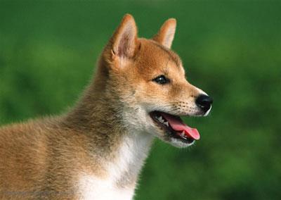 【中华田园犬|土狗】中华田园犬|土狗多少钱一只|价格|图片_中华田园犬|土狗性格特点_中华田园犬|土狗好养吗_中华田园犬|土狗训练方式_狗狗品种_宠物品种_宠物家族网