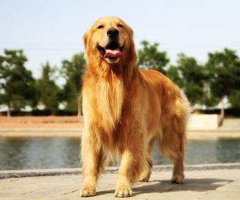 【金毛寻回犬】金毛寻回犬多少钱一只|价格|图片_金毛寻回犬性格特点_金毛寻回犬好养吗_金毛寻回犬训练方式_狗狗品种_宠物品种_宠物家族网