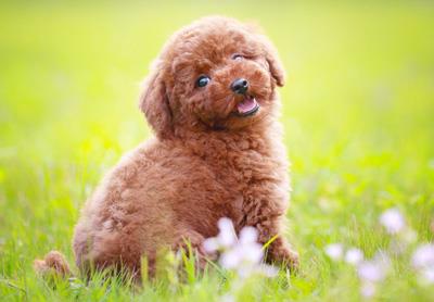 【泰迪犬】泰迪犬多少钱一只|价格|图片_泰迪犬性格特点_泰迪犬好养吗_泰迪犬训练方式_狗狗品种_宠物品种_宠物家族网