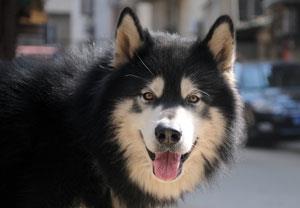【阿拉斯加雪橇犬】阿拉斯加雪橇犬多少钱一只|价格|图片_阿拉斯加雪橇犬性格特点_阿拉斯加雪橇犬好养吗_阿拉斯加雪橇犬训练方式_狗狗品种_宠物品种_宠物家族网