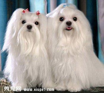 【马尔济斯犬】马尔济斯犬多少钱一只|价格|图片_马尔济斯犬性格特点_马尔济斯犬好养吗_马尔济斯犬训练方式_狗狗品种_宠物品种_宠物家族网