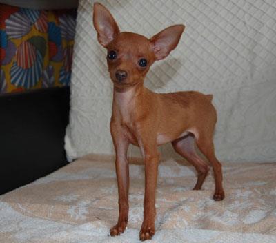 【小鹿犬】小鹿犬多少钱一只|价格|图片_小鹿犬性格特点_小鹿犬好养吗_小鹿犬训练方式_狗狗品种_宠物品种_宠物家族网