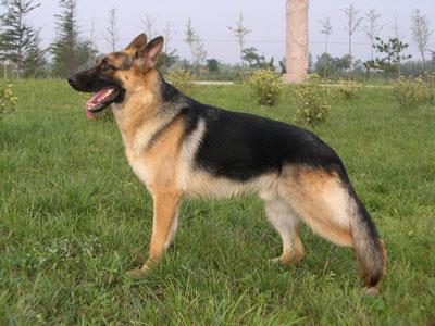 【昆明犬】昆明犬多少钱一只|价格|图片_昆明犬性格特点_昆明犬好养吗_昆明犬训练方式_狗狗品种_宠物品种_宠物家族网