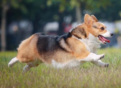 【瑞典柯基犬】瑞典柯基犬多少钱一只|价格|图片_瑞典柯基犬性格特点_瑞典柯基犬好养吗_瑞典柯基犬训练方式_狗狗品种_宠物品种_宠物家族网