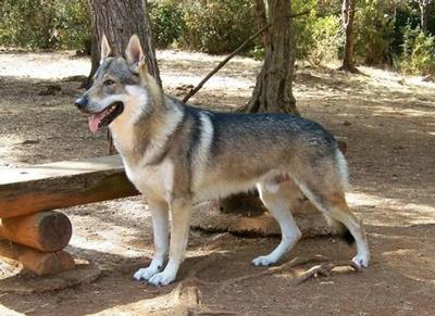 【捷克狼犬】捷克狼犬多少钱一只|价格|图片_捷克狼犬性格特点_捷克狼犬好养吗_捷克狼犬训练方式_狗狗品种_宠物品种_宠物家族网
